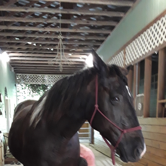 Meet your Posher, Robin - Picture 4 of 4